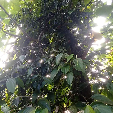 Munnar Home Stay Teadrops Plantation Villa Exterior photo