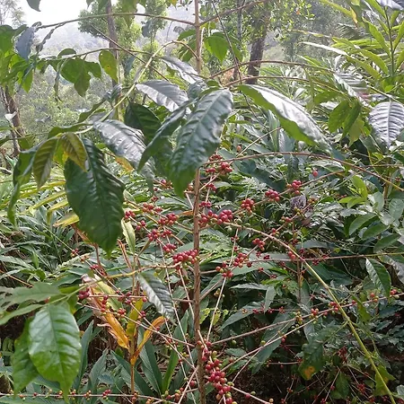 Munnar Home Stay Teadrops Plantation Villa Exterior photo