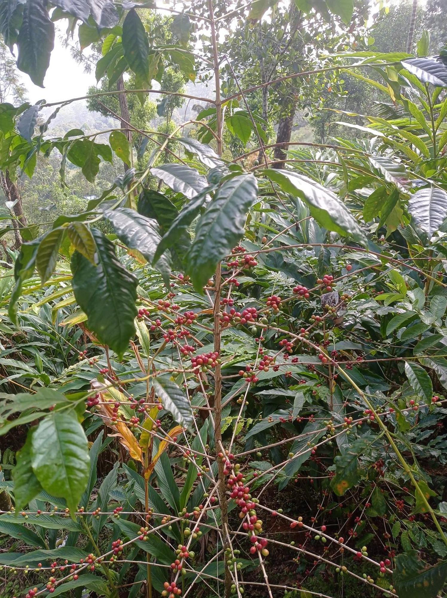 Teadrops Plantation Homestay *