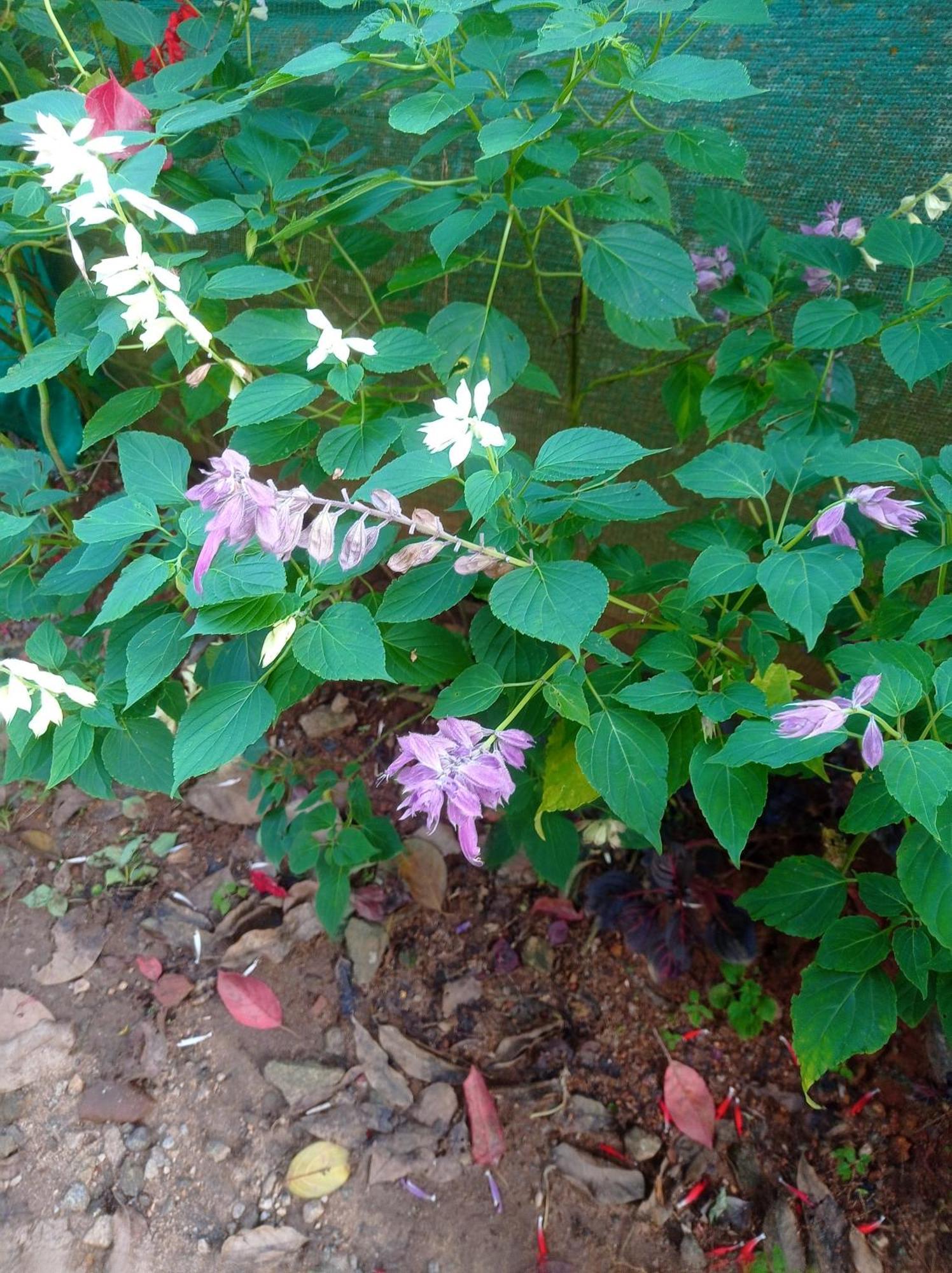 Teadrops Plantation Homestay Munnar