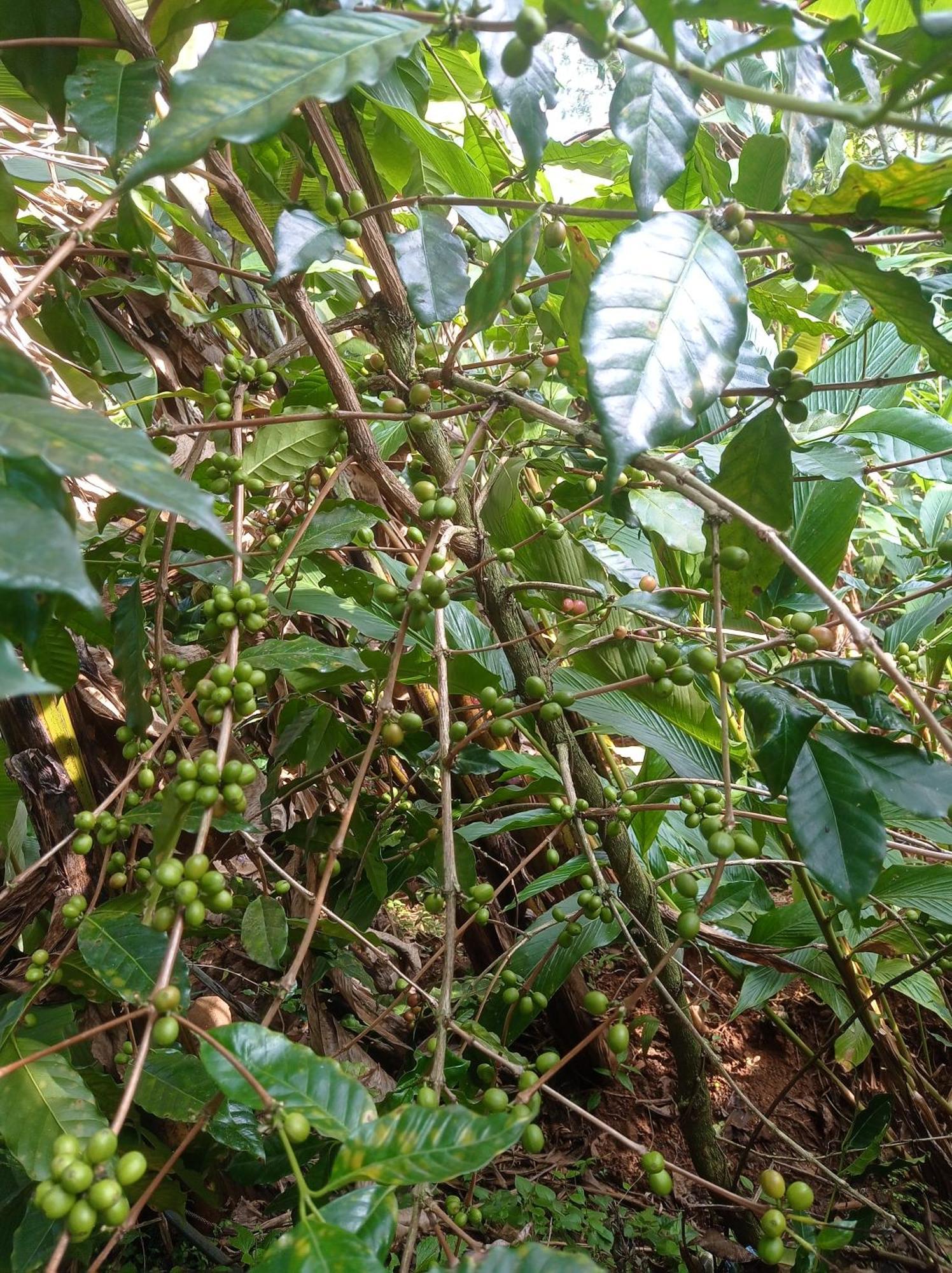 Homestay Teadrops Plantation Munnar