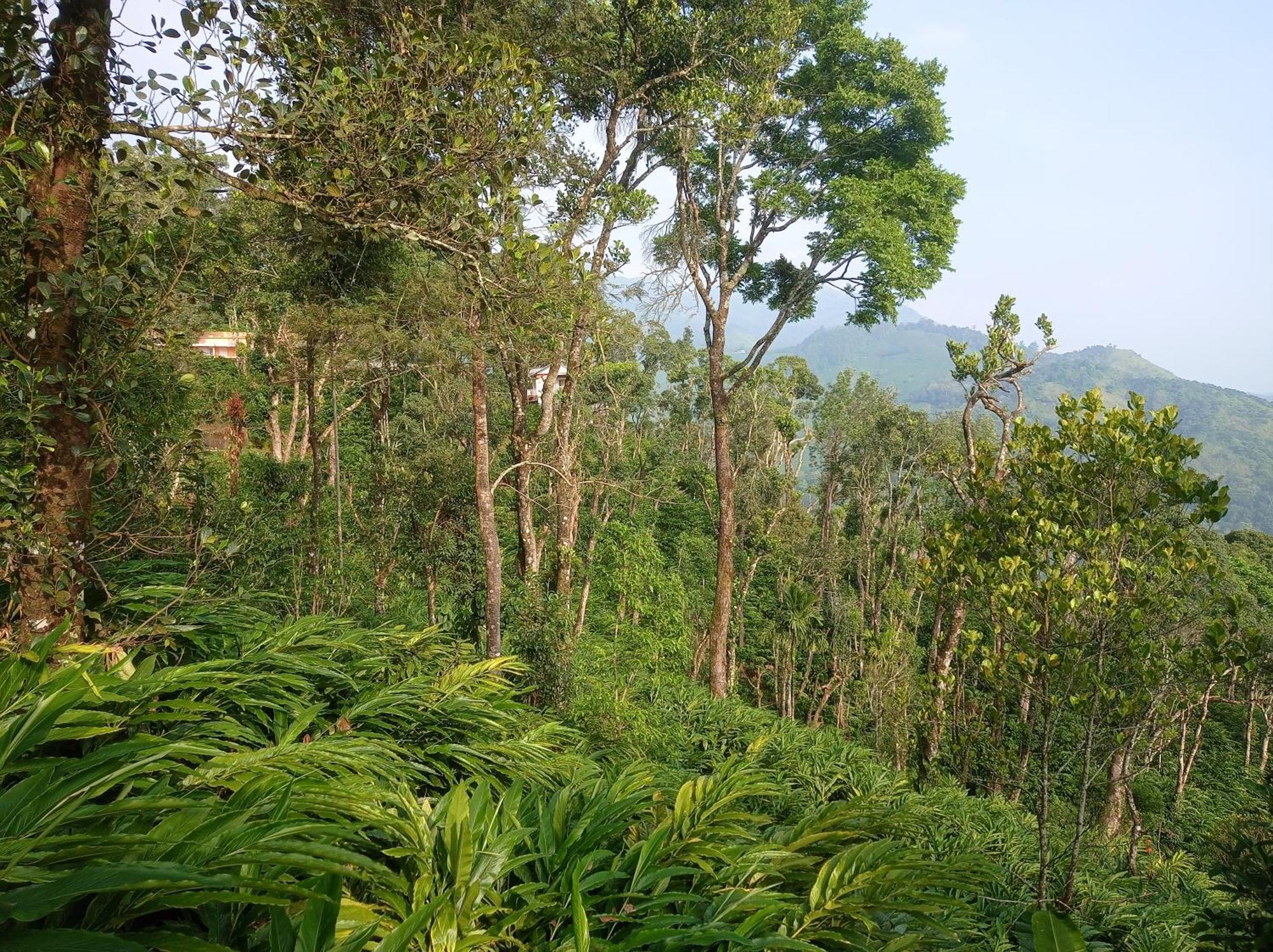 Homestay Teadrops Plantation
