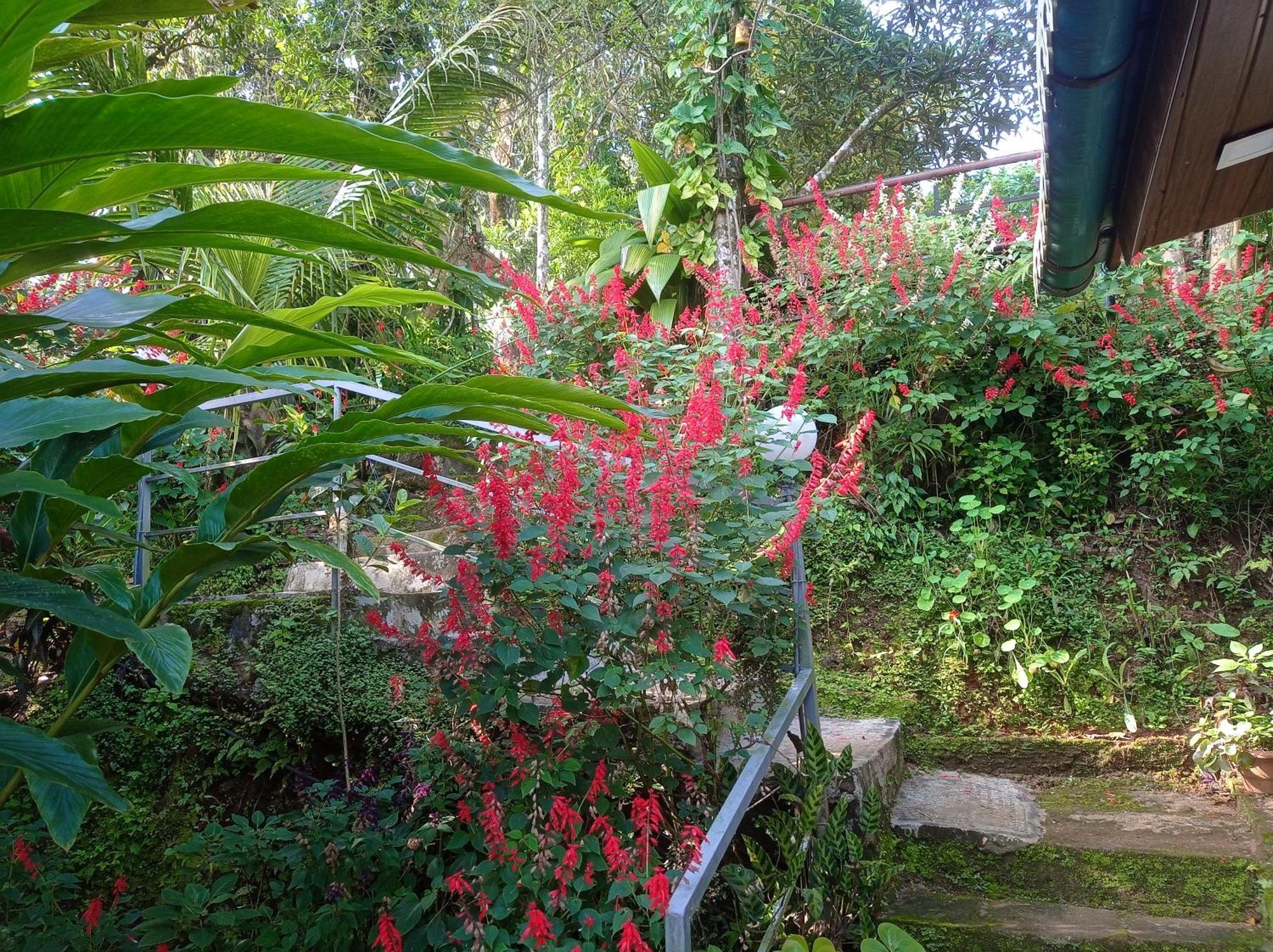 Teadrops Plantation Homestay *