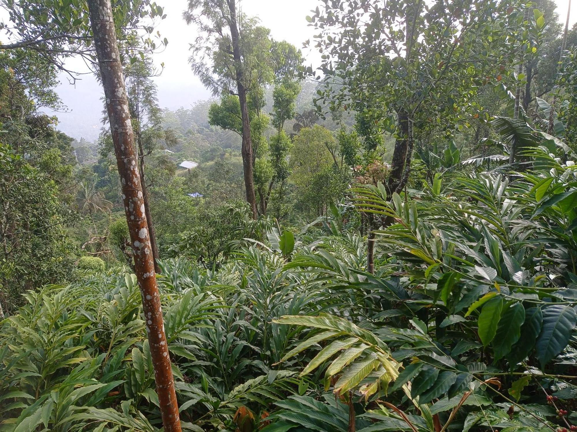 Teadrops Plantation Homestay Munnar