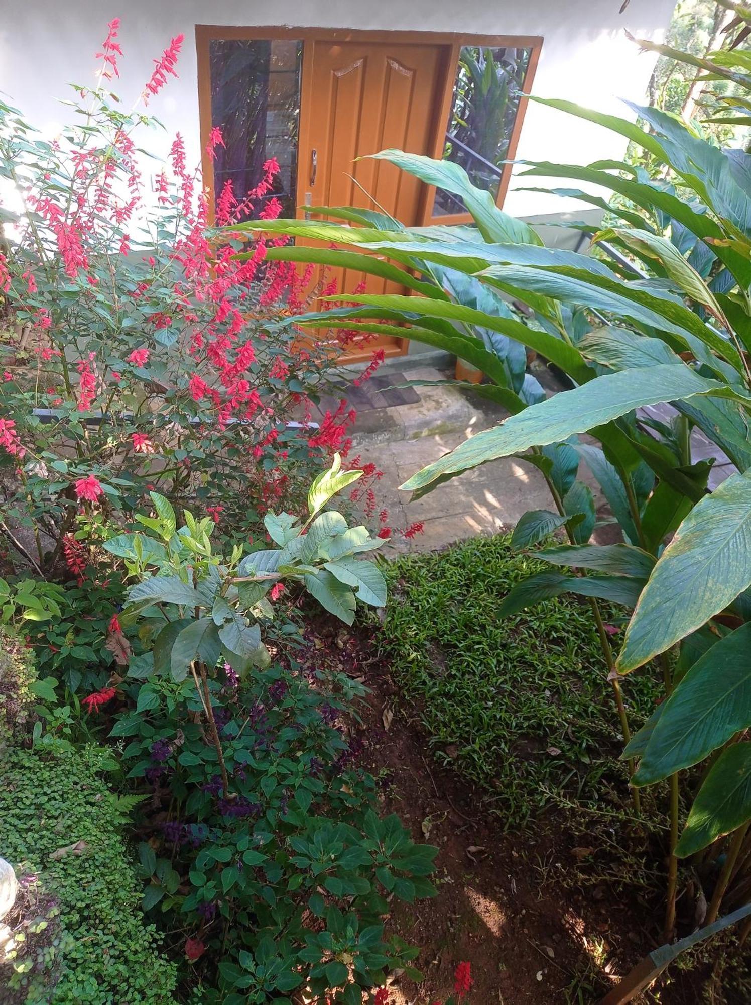Homestay Teadrops Plantation *
