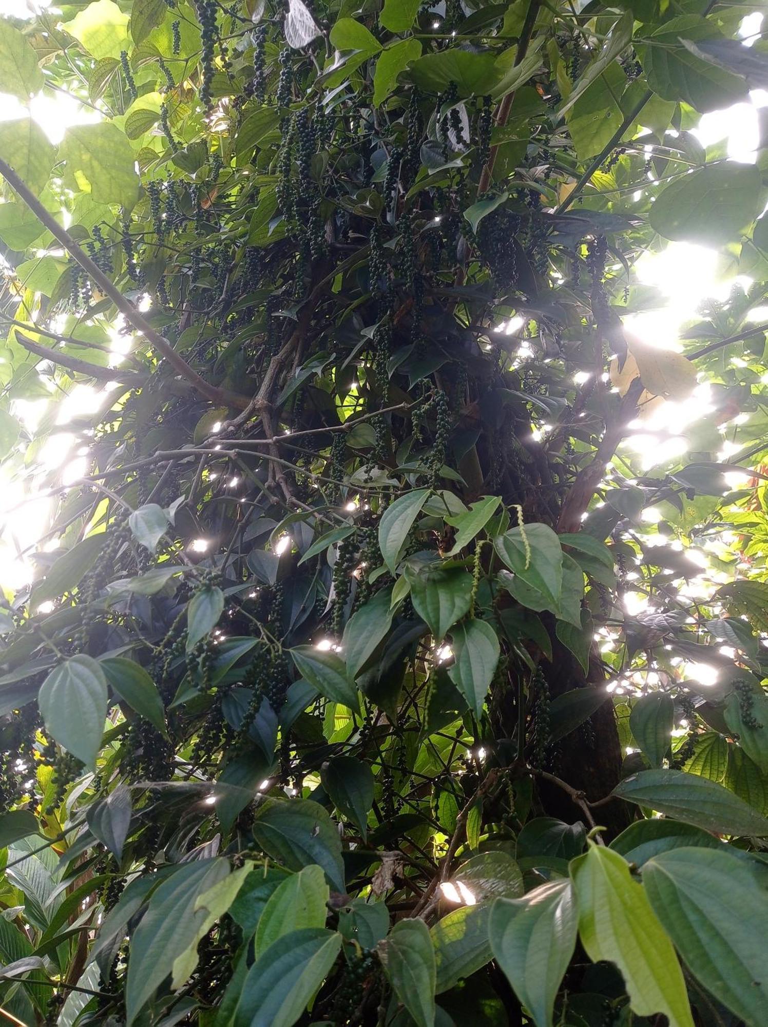 Teadrops Plantation Homestay