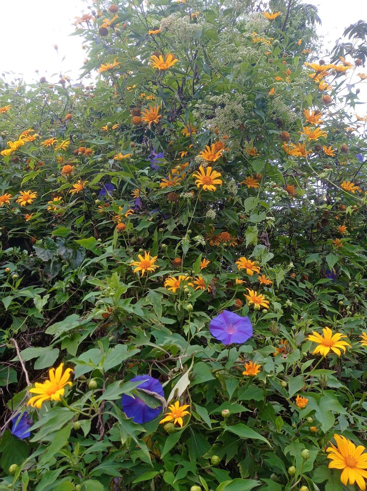 Homestay Teadrops Plantation Munnar