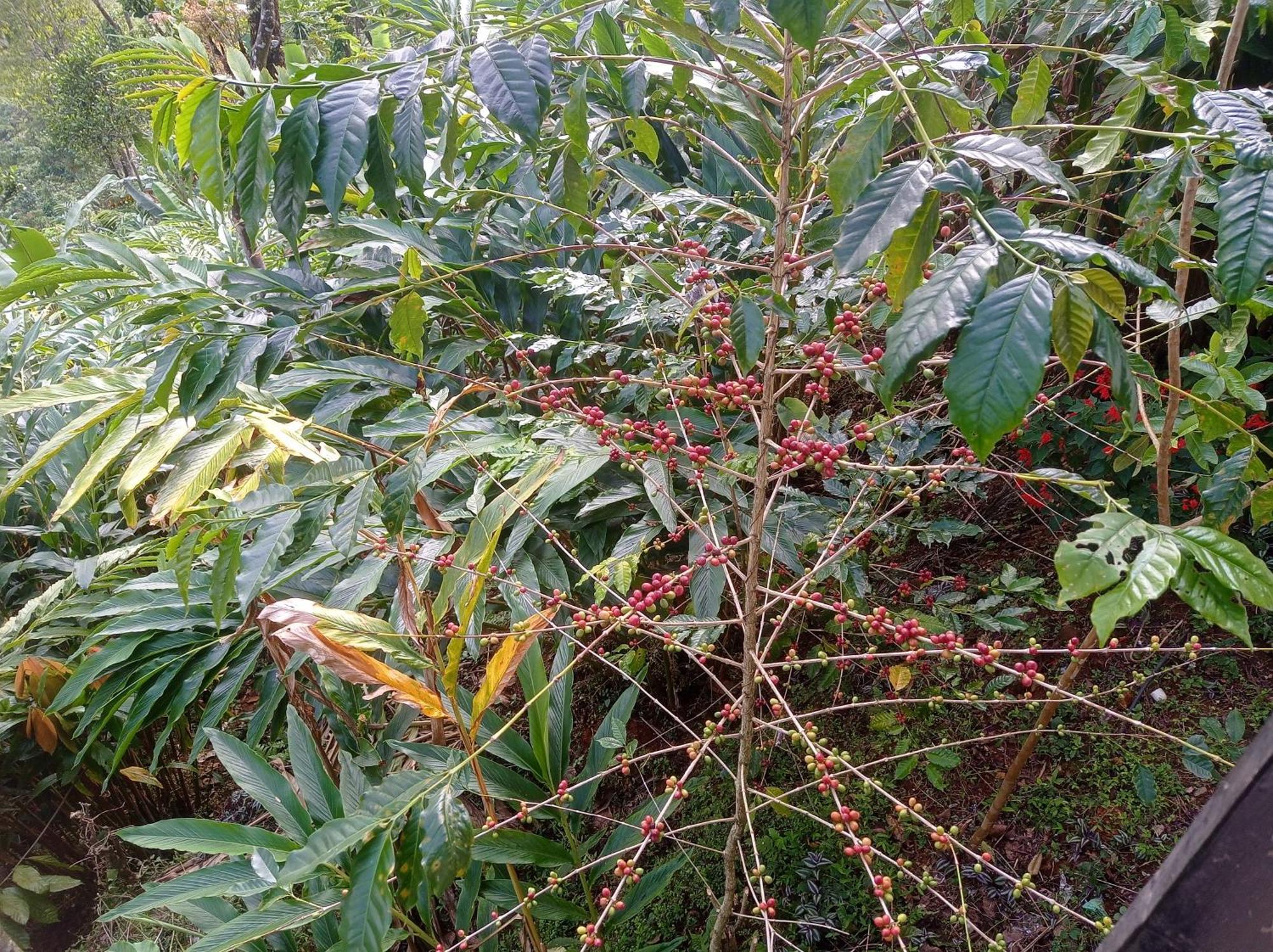 Teadrops Plantation * Munnar