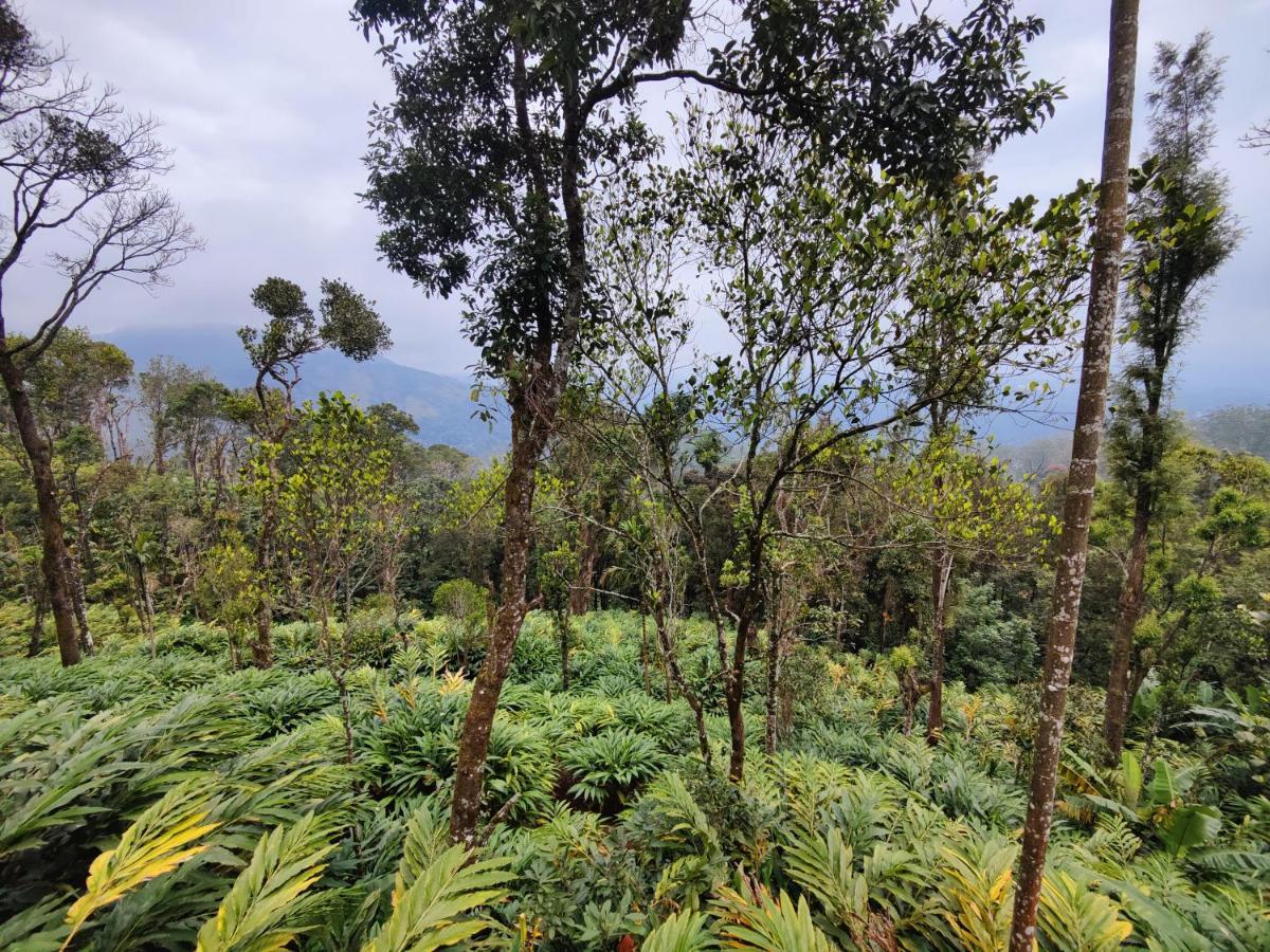 Teadrops Plantation Homestay *