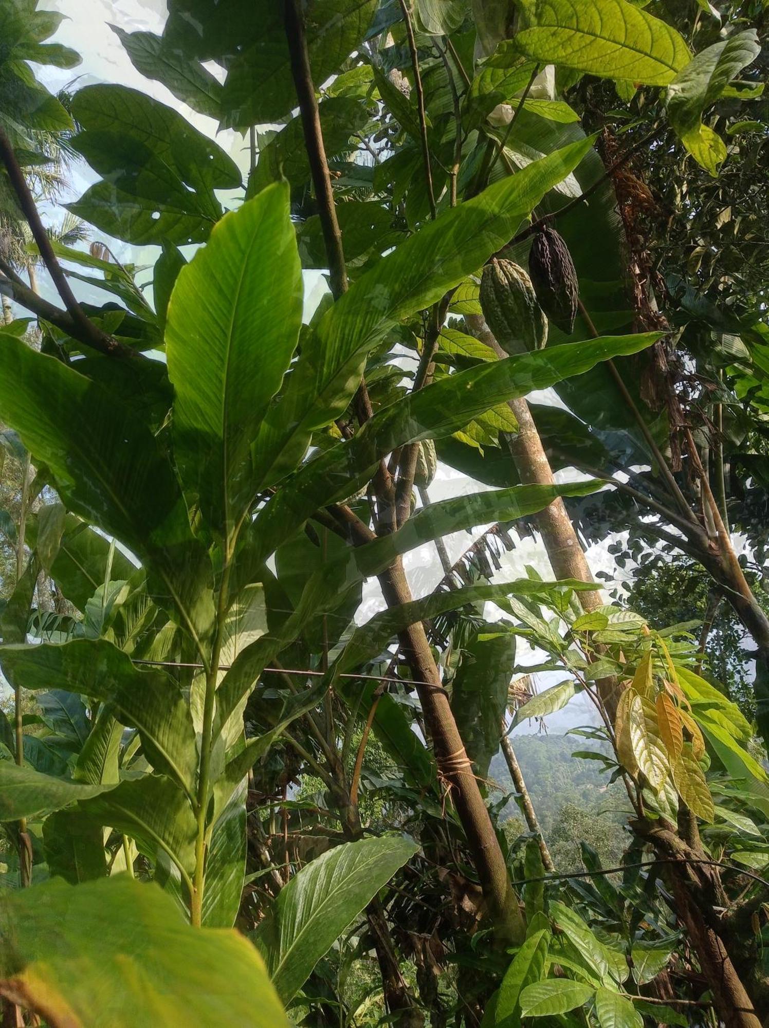 Teadrops Plantation *